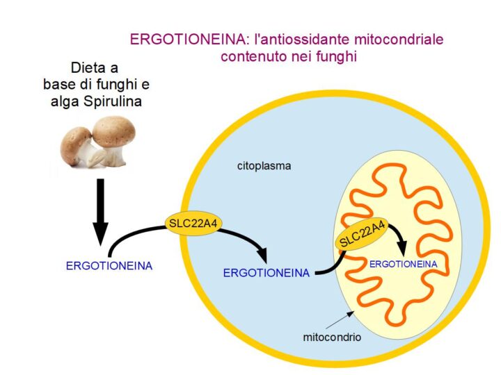 Ergotioneina antiossidante mitocondriale