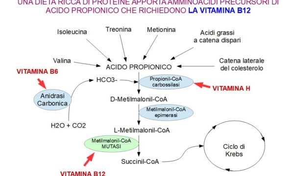 Le Proteine sono meglio tollerate con la vitamina B12