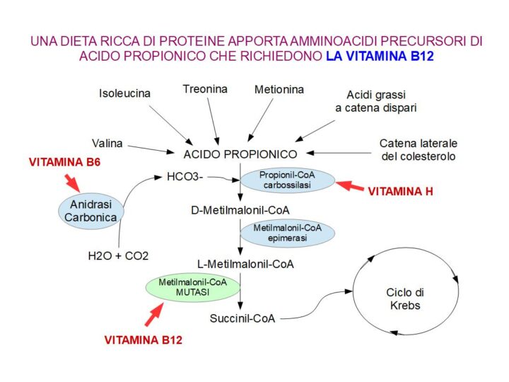 I cibi proteici sono meglio tollerati dall'organismo in presenza di vitamina B12, perché alcuni amminoacidi e grassi formano acido propionico, che è tossico e per eliminarlo occorre la vitamina B12. La maggior parte degli alimenti proteici animali contiene B12 e quindi sono ben tollerati; al contrario i salumi, le carni in scatola, il formaggio fuso e gli integratori proteici e di amminoacidi, non contengono adeguate quantità di B12, ed un loro sovraccarico proteico può determinare accumulo di acido propionico ed acido metil-Malonico.
