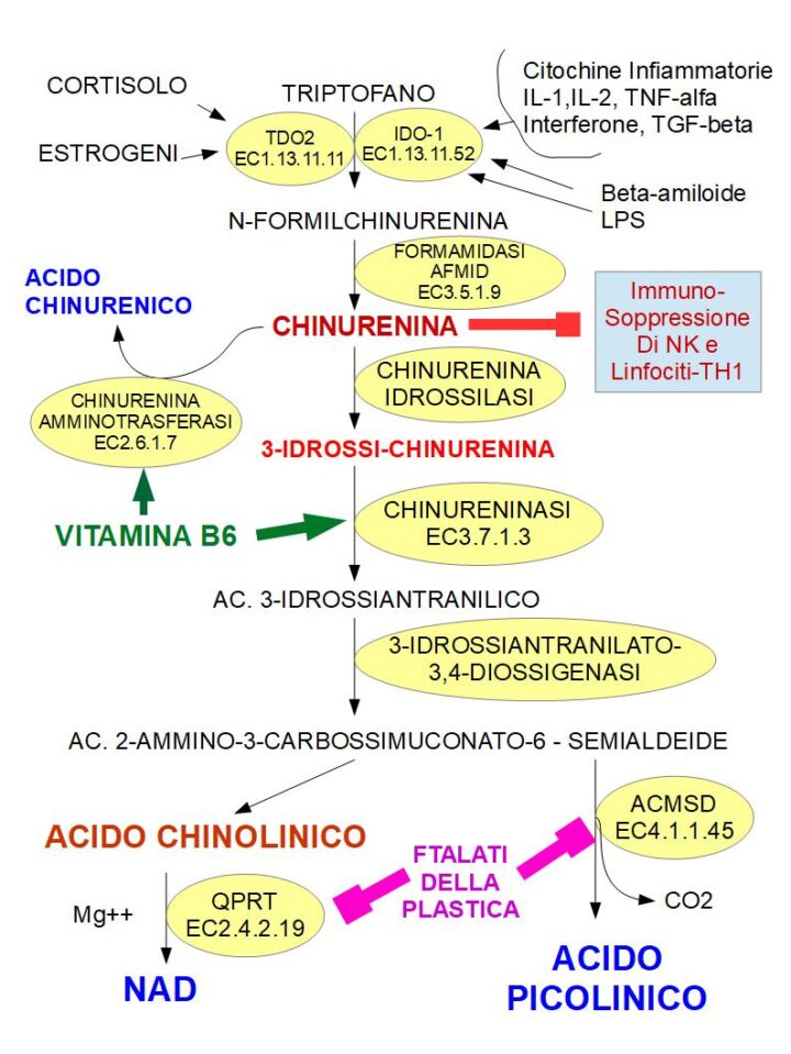 via della chinurenina per la sintesi del NAD e acido picolinico ed importanza della vitamina B6 nella dieta. Un piccolo accenno alla tossicità dei ftalati della plastica.