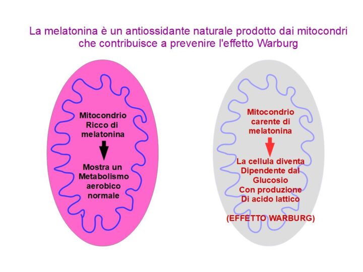 Da pochi anni è noto che i mitocondri sono gli organelli cellulari deputati alla biosintesi di melatonina; Quetsi organeli tendono anche ad accumularlo nel loro interno e funge da antiossidante mitoocndriale molto potente. Quando il mitocondrio perde la capacità di produrre melatonina e si impoverisce di quetsa sostanza, diventa vulnerabile allo stress ossidativo e per non soccombere spegne i mitocondri attivando la glicolisi e la produzione di acido lattico (effetto Warburg), divenendo dipendenti dal glucosio proprio come avviene nelle cellule tumorali ed in quelle infiammate. Ripristinare i livelli di melatonina all'interno dei mitocondri potrebbe invertire l'effetto Warburg, portando la cellula ad un metabolismo normale; cosa facile a dirsi ma difficile a mettersi in pratica, visto che le cellule malate spesso sovraesprimono l'enzimA CYP1B1 che svuota i mitocondri del loro contenuto in melatonina.