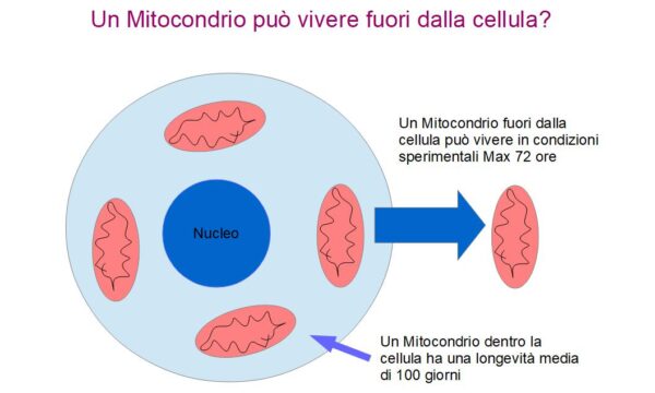 I Mitocondri possono sopravvivere fuori dalla cellula?