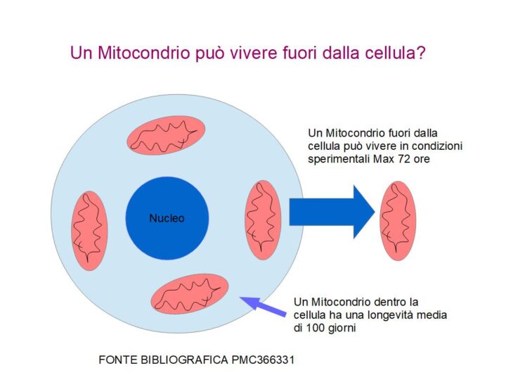 I Mitocondri possono sopravvivere fuori dalla cellula? La risposta è Sii, anche se la durata max è di poche ore.