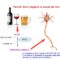Perché l'alcol peggiora le neuropatie?
