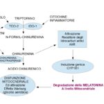 La Melatonina mitocondriale distrutta dalla chinurenina