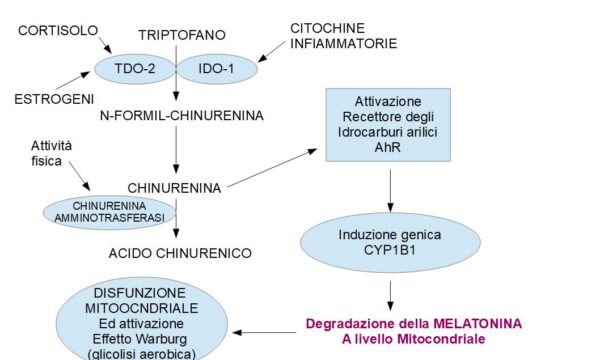La Melatonina mitocondriale distrutta dalla chinurenina