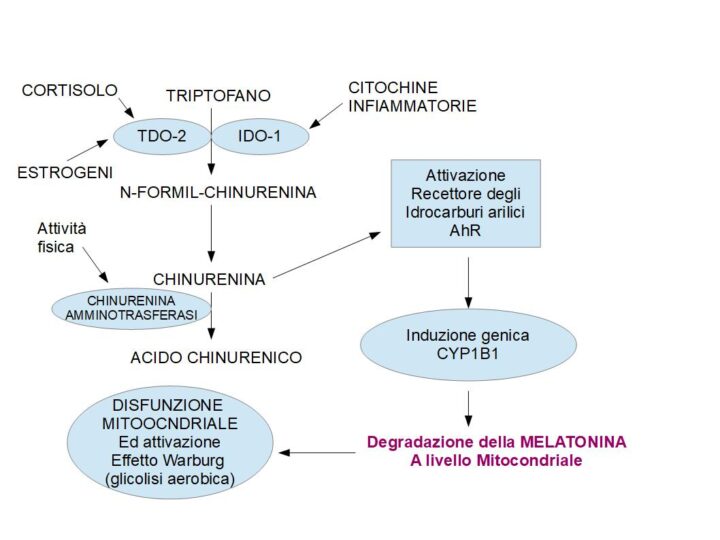 L'infiammazione stimola la degradazione del triptofano producendo chinurenina; la chinurenina oltre ad essere immunosoppressiva, stimola il recettore arilico ad esprimere l'enzima CYP1B1 all'interno dei mitocondri che distrugge la melatonina contenuta nei mitocondri. I mitocondri privati di melatonina diventano vulnerabili allo stress ossidativo e sviluppano l'effetto Warburg tipico delle cellule tumorali ed infiammate.