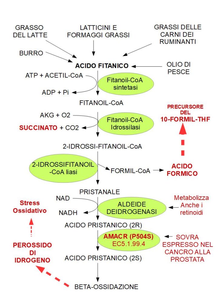 metabolismo dell'acido fitanico AMACR, FITANOIL-COa SINTETASI, pristanal, fitanoil-coA, 2-idrossifitanoil-CoA, 2-idrossifitanoil-coA liasi, aldeide deidrogenasi