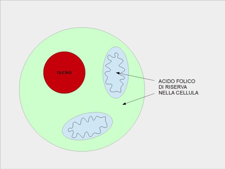L'acido Folico di Riserva cellulare L'acido folico si accumula come riserva all'interno del citoplasma e della matrice mitoocndriale, sotto forma di TETRAIDROFEROIL-GAMMA-GLUTAMMATO, prodotta dall'enzima FEROIL-GAMMA-GLUTAMMATO SINTETASI (EC6.3.2.17)
