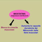 La miostatina migliora le prestazioni aerobiche