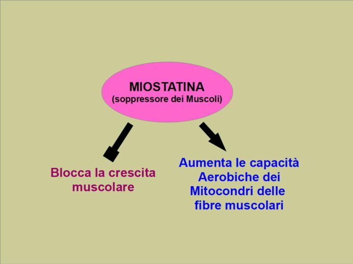 La miostatina migliora le prestazioni aerobiche a discapito della forza e della massa muscolare