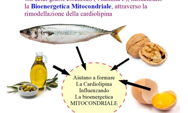 Vitamina F per i Mitocondri