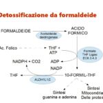 L’acido Folico aiuta a smaltire la formaldeide