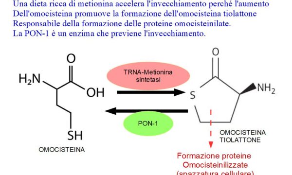 Metionina ed invecchiamento: Colpa dell’omocisteina tiolattone