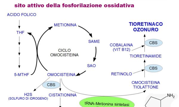 Tioretinaco Ozonuro “una sostanza antitumorale” persa nei mitocondri tumorali e dalle cellule vecchie