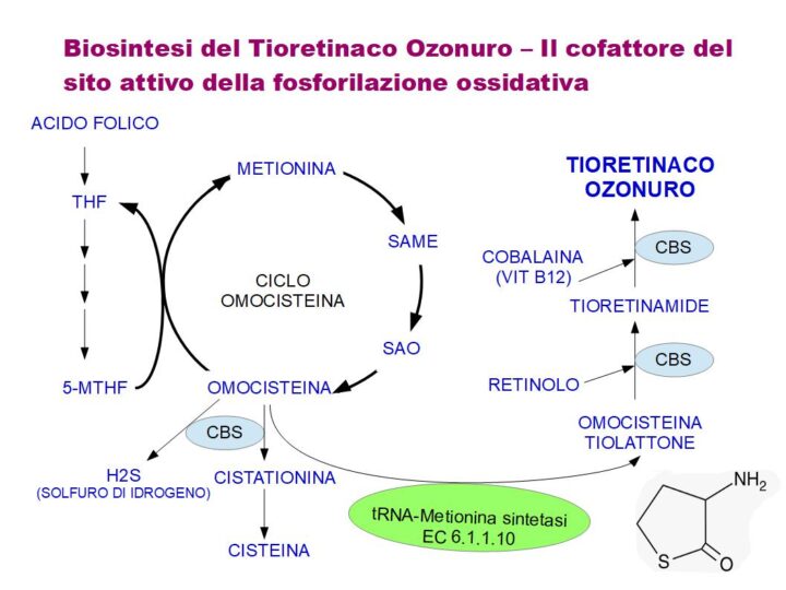 Tioretinaco Ozonuro "una sostanza antitumorale" persa nei mitocondri tumorali e dalle cellule vecchie