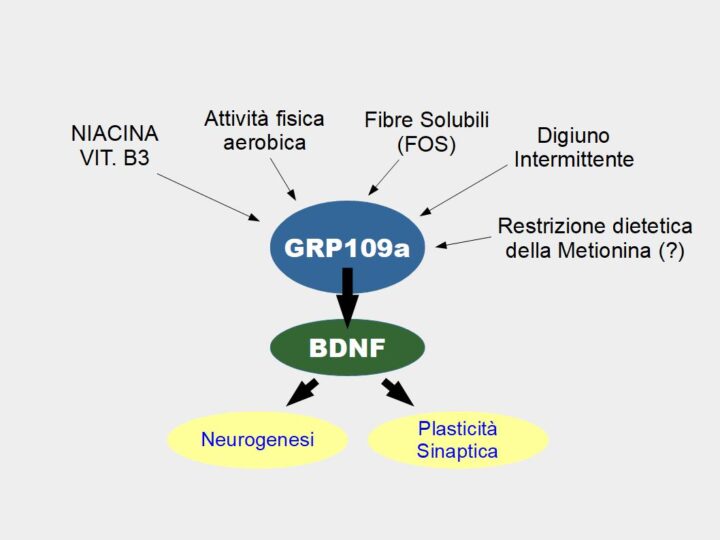 Aumentare il BDNF nel cervello. L'attività fisica, le fibre vegetali solubili, il digiuno intermittente, la chetosi, la supplementazione di Niacina e la restrizione dietetica della metionina, contribuiscono ad aumentare i livelli di BDNF, un fattore di crescita che aumenta la neurogenesi (formazione di nuovi neuroni) e la plasticità sinaptica (formazione di nuove sinapsi, ossia i nuovi collegamenti tra i neuroni).