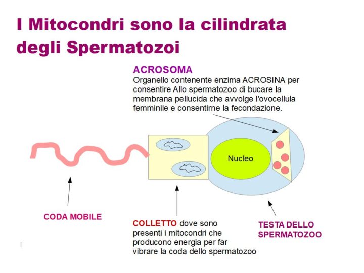 I Mitocondri sono la cilindrata degli Spermatozoi