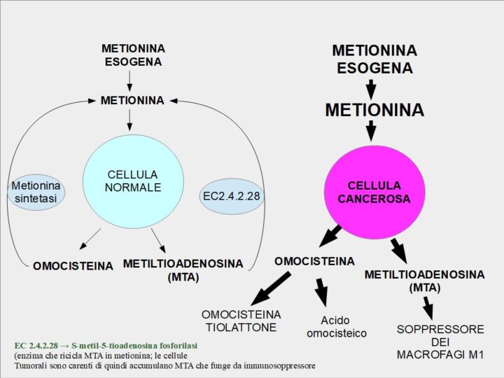 [Figura 1] Perché le cellule tumorali sono avide di metionina? Perché le cellule normali riescono a riciclare MTA e omocisteina in metionina, e quindi possono resistere anche ad una carenza di metionina dietetica, mentre le cellule tumorali non possono riciclarle perché carenti di alcuni enzimi. Ne consegue che la cellula tumorale assorbe avidamente METIONINA dall'esterno e secerne OMOCISTEINA TIOLATTONE, 