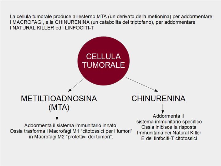 I tumori per non essere distrutti dal sistema immunitario producno all'esterno delle sostanze che addormentano il sistema immunitario: Una di queste sostanze è un catabolita della metionina "la Metiltioadenosina MTA" che polarizza (trasforma) i Macrofagi M1 citotossici per i tumori in Macrofagi M2 (innocui per i tumori); La seconda sostanza è la CHINURENINA, un catabolita del triptofano, che addormenta i Natural Killer ed i Linfociti-T citotossici.