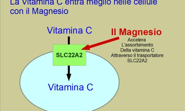 Il Magnesio migliora l’assorbimento della vitamina C