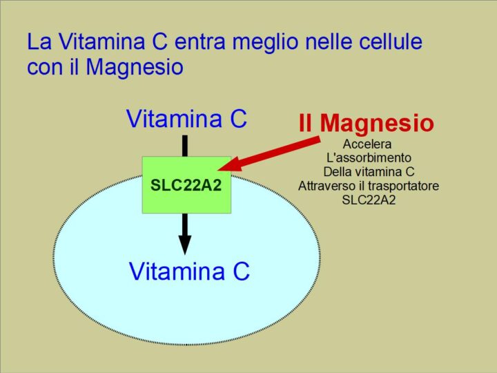 la vitamina C entra meglio nelle cellule in presenza di magnesio