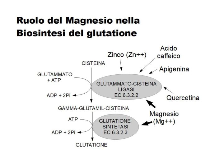 Il Magnesio favorisce la sintesi del glutatione