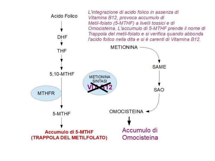 L'integrazione alimentare di acido folico nei pazienti carenti di vitamina B12, oltre che essere inutile è anche pericolosa, perché provoca la TRAPPOLA DEL METILFOLATO "GUARSA BENE LO SCHEMA". L'acido folico da solo non riesce ad abbassare l'omocisteina e se non viene somministrata assieme alla B12, provoca l'accumulo nell'organismo di metil-folato (5-MTHF) e omocisteina, che ad alte concentrazioni risultano tossici. 