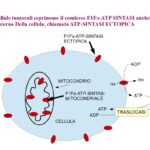 ATP-Sintasi ectopica nei tumori