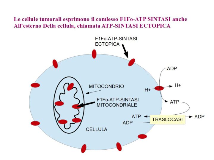 Fino a dieci anni fa si pensava cheil complesso enzimatico F1Fo-ATP sintasi, fosse solo un enzima mitocondriale; oggi sappiamo che quetso complesso è anche espresso in piccole quantità sulla superficie delle cellule endoteliali ed è chiamata F1Fo-ATP sintasi ectopica, e nelle cellule tumorali è sovraespresso.. Anche le Traslocasi dell'ATP/ADP si pensava che fossero enzimi mitocondriali, ed invece sono anche espressi sulla superficie delle cellule.