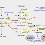 La eIF5A: Proteina della longevità