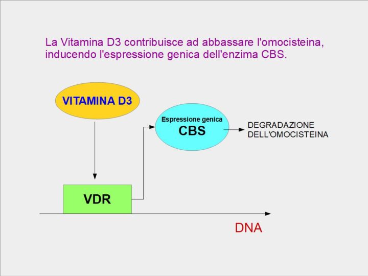 La vitamina D contribuisce a tenere bassa l'omocisteina, perché induce le cellule ad esprimere l'enzima CBS, coinvolto nella degradazione dell'omocisteina in CISTATIONINA, CISTEINA, SOLFATI e TAURINA.