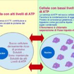 Un Nuovo Ruolo dell’ATP: Dissolve gli aggregati proteici