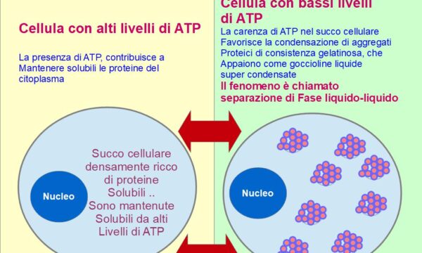 Un Nuovo Ruolo dell’ATP: Dissolve gli aggregati proteici