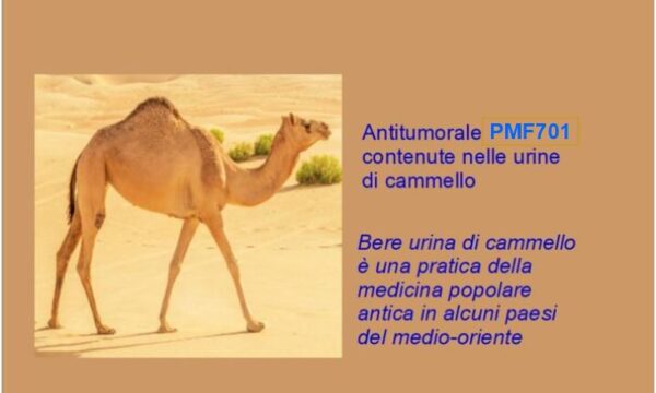 Antitumorale PMF701 nell’urina di cammello
