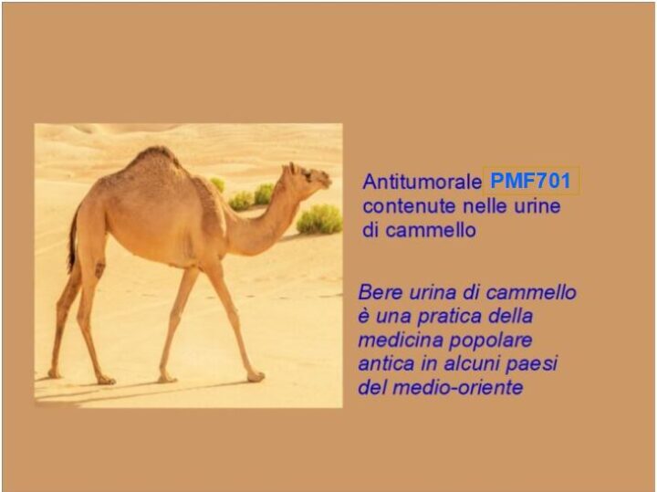 Antitumorale PMF701 nell'urina di cammello