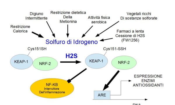 Il Solfuro di Idrogeno è un modulatore epigenetico degli enzimi antiossidanti
