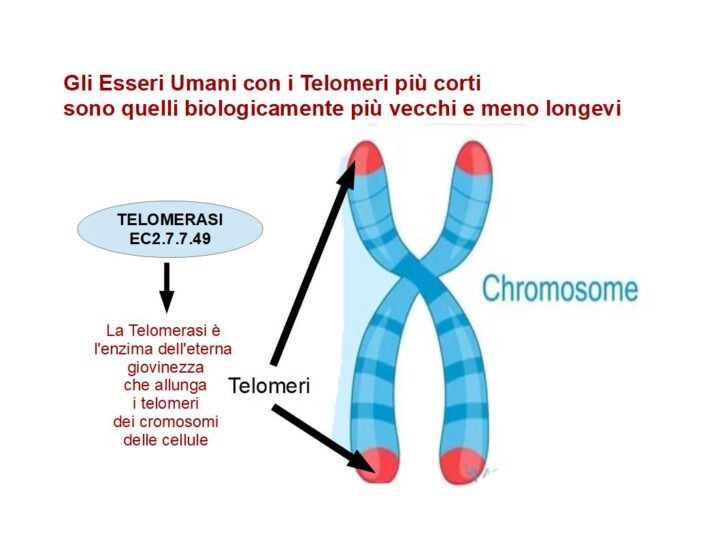 I telomeri lunghi allungano la vita