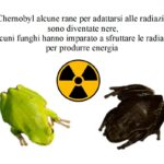 Le Rane nere ed i Funghi neri che si sono adattati alle radiazioni di Chernobyl