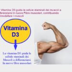 La Vitamina D sostiene la crescita muscolare