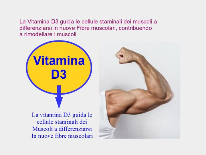 La Vitamina D sostiene la crescita muscolare -  la Vitamina D3 aiuta a formare nuovo muscolo, guidando le cellule satelliti a differenziarsi in nuove fibre muscolari, ed inoltre rallenta la perdita dei muscoli abbassando i livelli di MIOSTATINA ed innalzando i livelli di FOLLISTATINA. La miostatina si mangia i muscoli, mentre la follistatina impedisce alla miostatina di mangiarsi i muscoli