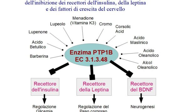 Inibire PTP1B per dimagrire e ringiovanire il cervello