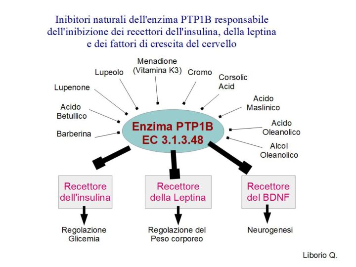 Inibire PTP1B per dimagrire e ringiovanire il cervello - Inibitori naturali dell'enzima PTP1B, l'enzima responsabile della resistenza all'insulina (diabete), della resistenza alla leptina (obesità e disturbi endocrini) e della resistenza ai fattori di crescita cerebrale BDNF ed NGF