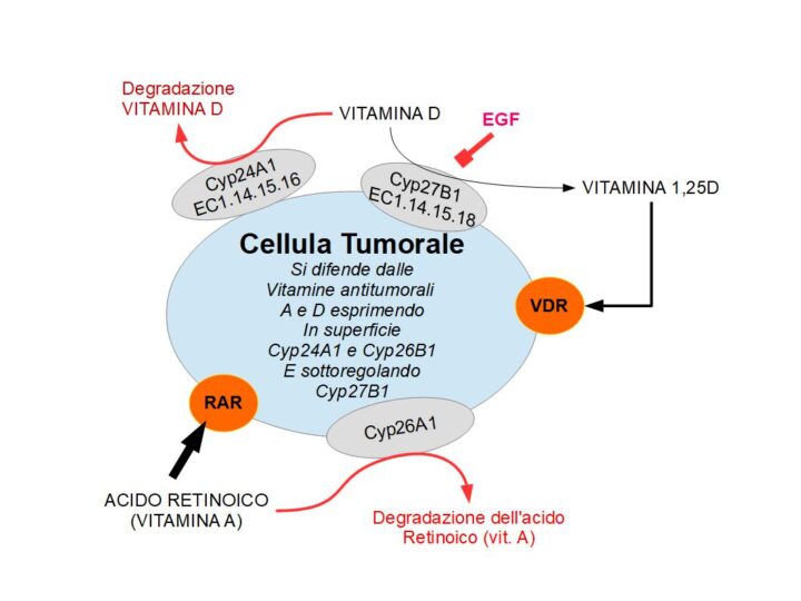 La Vitamina A e D3 sono sostanze che stimolano le cellule a differenziarsi e per questo vengono soprannominate vitamine antitumorali. Quando una cellula tumorale viene indotta a differenziarsi, arresta il ciclo cellulare, ripara il genoma e acquisisce le caratteristiche di una cellula normale, oppure se non riesce a riparare il danno, va in apoptosi. Quindi le due vitamine hanno proprietà antitumorali; Alcune cellule tumorali però cercano di difendersi dall'azione della Vitamina D ed A, esprimendo in superficie gli enzimi Cyp24A1 e Cyp26B1 che degradano rispettivamente la Vitamina De  la Vitamina A che si avvicinano alla cellula tumorale; inoltre le cellule tumorali sottoregolano l'enzuma Cyp27B1 che invece serve ad attivare la Vitamina D in 1,25D che è la forma attiva della Vitamina D; ne consegue che l'aumento degli enzimi che degradano la A e la D3, e la riduzione dei livelli di enzima che attiva la D3 in 1,25D, rende alcune cellule tumorali resistenti all'azione biologica di quetse due vitamine.