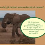 Gli elefanti sono quasi immuni al Cancro