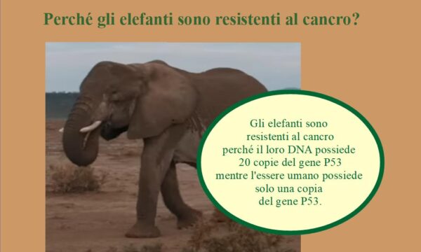 Gli elefanti sono quasi immuni al Cancro