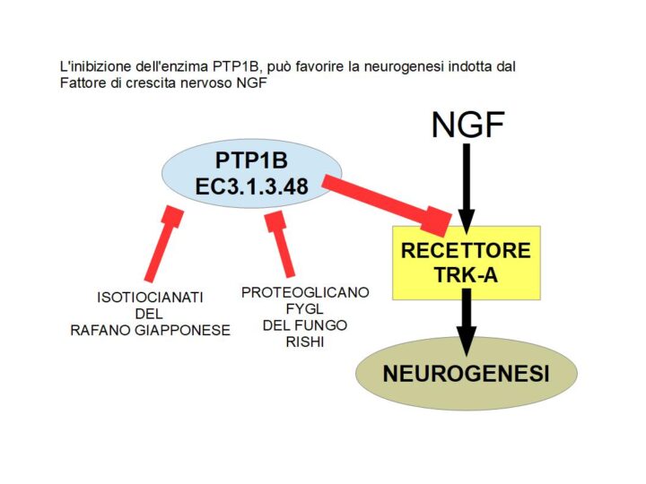 Il Fattore di crescita nervoso NGF, stimola la crescita di nuovi neuroni, attraverso il legame con il recettore TRKA; l'enzima PTP1B è una fosfatasi che inibisce il recettore TRKA, impedendo ad NGF di stimolare la neurogenesi. Gli inibitori naturali dell'enzima PTP1B, potrebbero aumentare la neurogenesi; Noti inibitori naturali di PTP1B sono il 6-metilsulfinilesil-isotiocianato (6HITC) estratto dal rafano Giapponese, ed il proteoglicano FYGL estratto dal Ganoderma lucidul (Reishi); quetse sostanze potrebbero favorire la neurogenesi, attraverso l'inibizione di PTP1B, migliorando la sensibilità del recettore TRKA al fattore di crescita NGF.