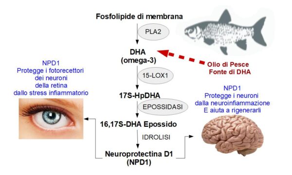 L’olio di Pesce aumenta NPD1 nel cervello