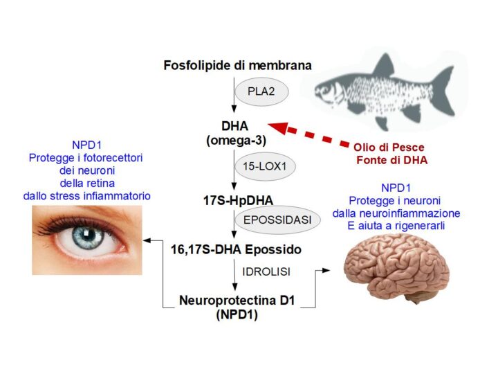 L'olio di pesce contiene DHA, un acido grasso essenziale omega-3 che protegge i neuroni della retina e del cervello dallo stress infiammatorio, aiutandoli anche a rigenerarsi. Questa proprietà bioologica del DHA, dipende dal fatto che il DHA si trasforma in una sostanza neuroprotettiva chiamata NEUROPROTECTINA D1 ed indicata con la sigla NPD1. Fonti di DHA sono: L'olio di pesce, l'olio di Krill, l'olio di alcune alghe, l'olio di fegato di merluzzo ed i pesci grassi. Nel grafico è rappresentato la trasformazione enzimatica del DHA in NPD1.