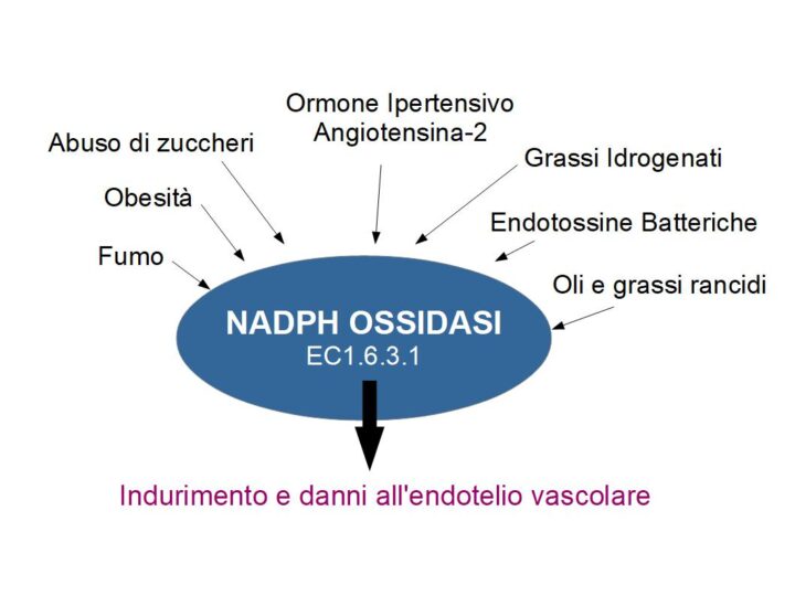 NADPH OSSIDASI: L'enzima che indurisce le arterie